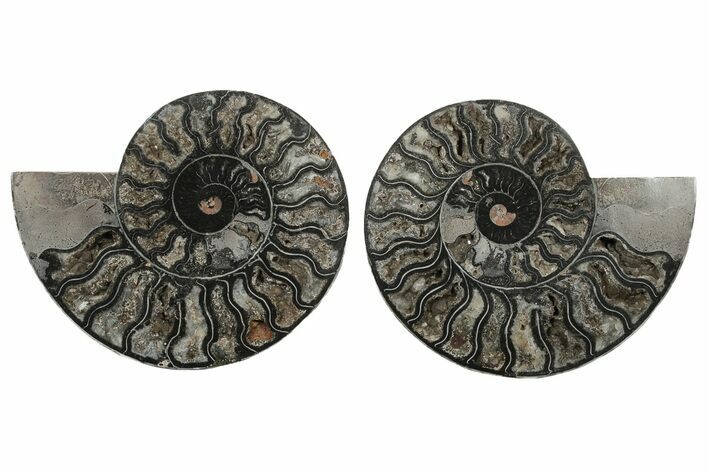 Cut/Polished Ammonite Fossil - Unusual Black Color #199169